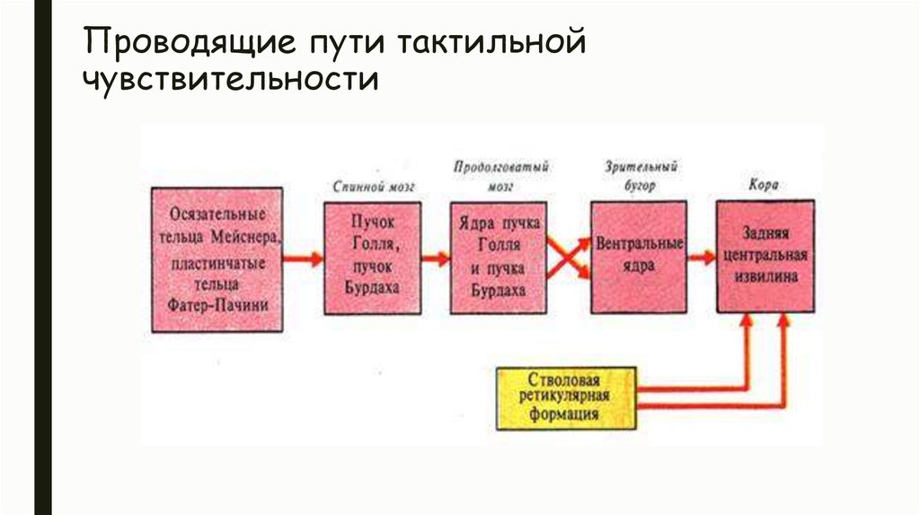 Орган тактильной чувствительности