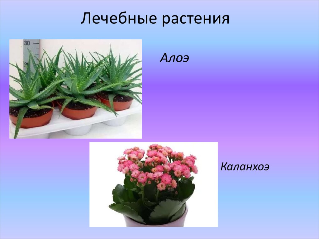 Лечебные растения