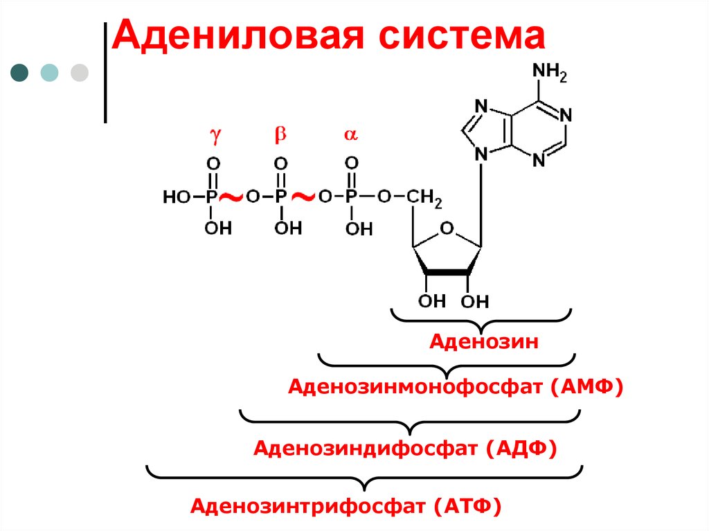 Отличие атф. Аденозин 5 монофосфат. Структура АТФ формула. Аденозинмонофосфат структурная формула. Структурная формула аденозин 5 монофосфат.