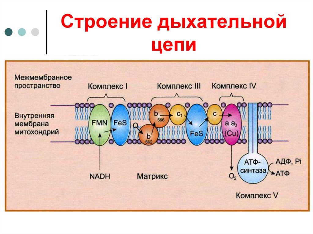 Цепь переноса. Дыхательная цепь митохондрий биохимия. Комплекс v дыхательной цепи митохондрий. Дыхательная цепь переноса электронов митохондрий. Дыхательная цепь переноса электронов биохимия.