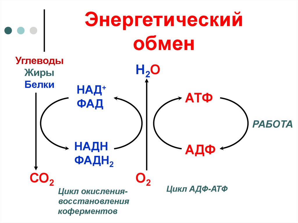 Последовательность этапов атф. Энергетический обмен общая схема. Энергетический обмен веществ схема. Этапы энергия обмена веществ схема.