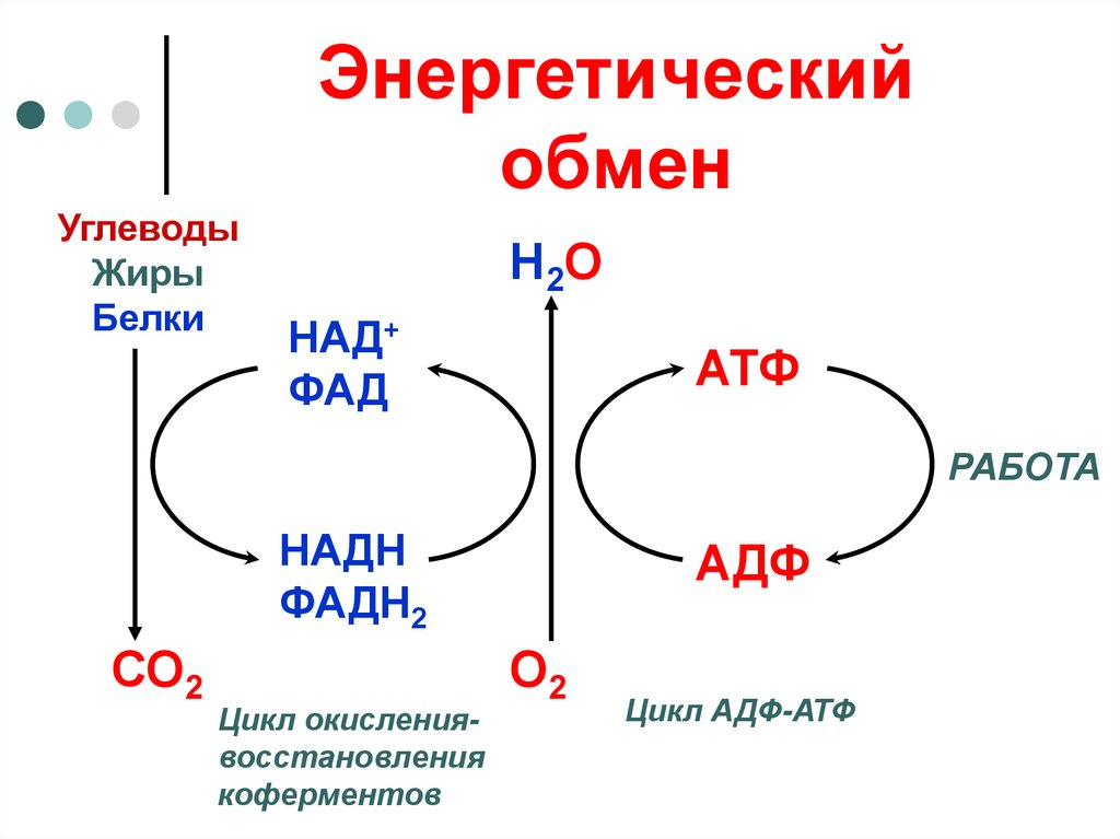 Энергетический обмен 10 класс. Энергетический обмен схема ЕГЭ. Схема энергообмена в клетке. Схема энергетического обмена в клетке. Обмен веществ АТФ схема.