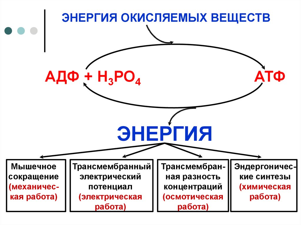 Содержит макроэргические связи обеспечивает энергией реакции синтеза. Электрическая работа АТФ. Хемотрофы Тип энергетического обмена. Тип энергетического обмена у хемотрофов. Энергия трансмембранного потенциала.