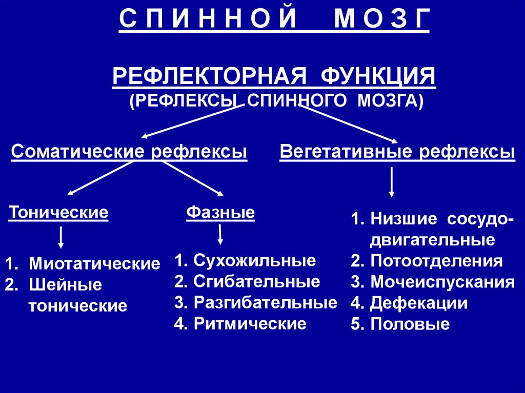 Физиология цнс презентация