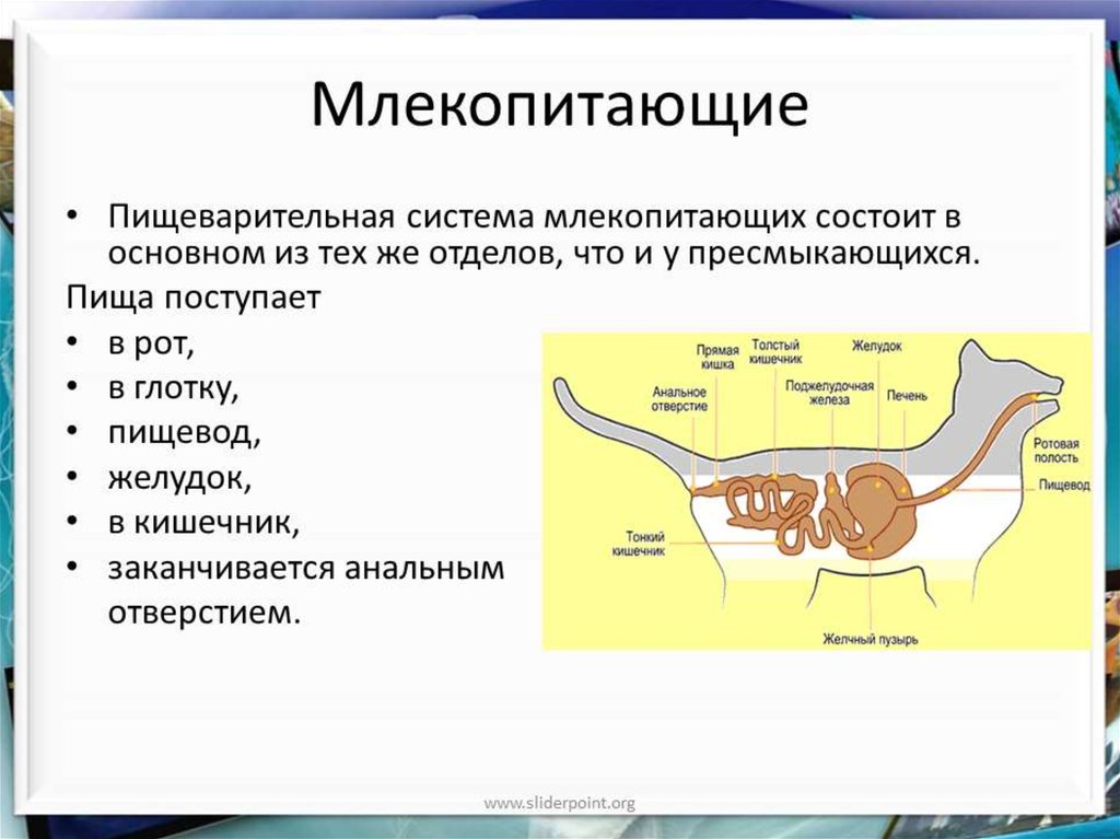 Презентация на тему млекопитающих 7 класс - 82 фото