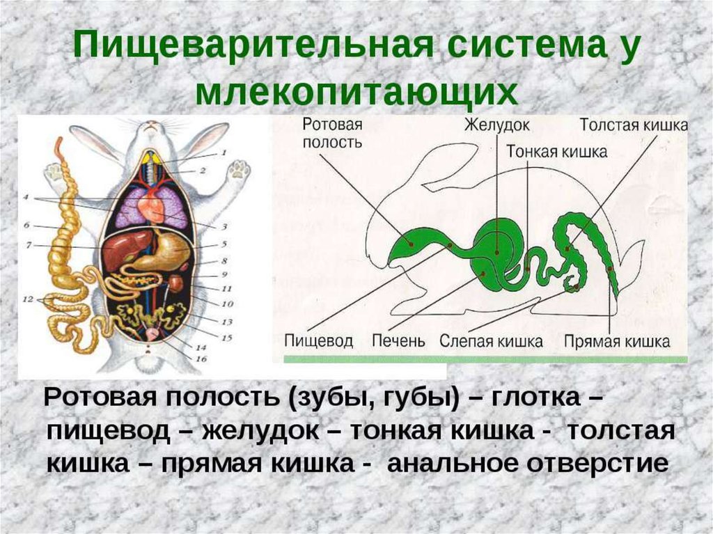 Схема строения пищеварительной системы млекопитающих