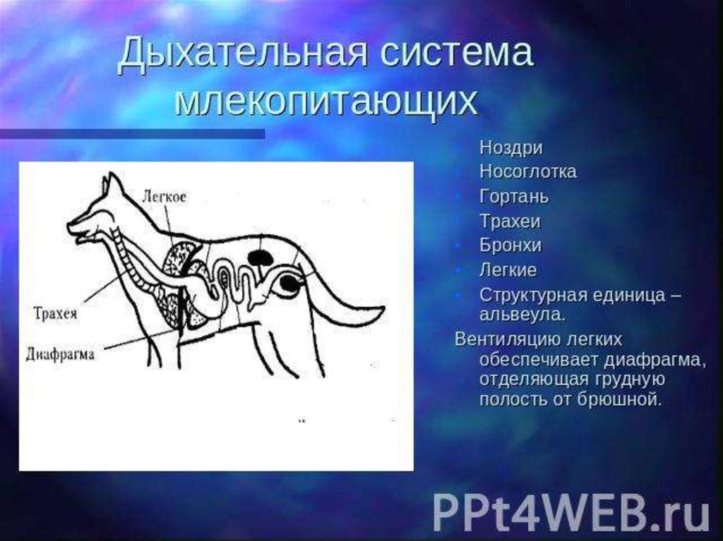 Дыхательная система млекопитающих функции