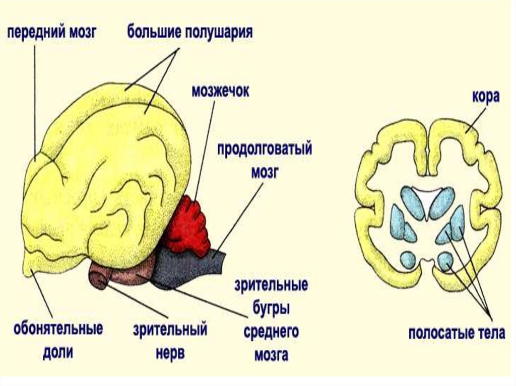 Центры мозга млекопитающих