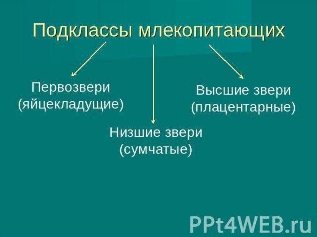 Класс млекопитающие