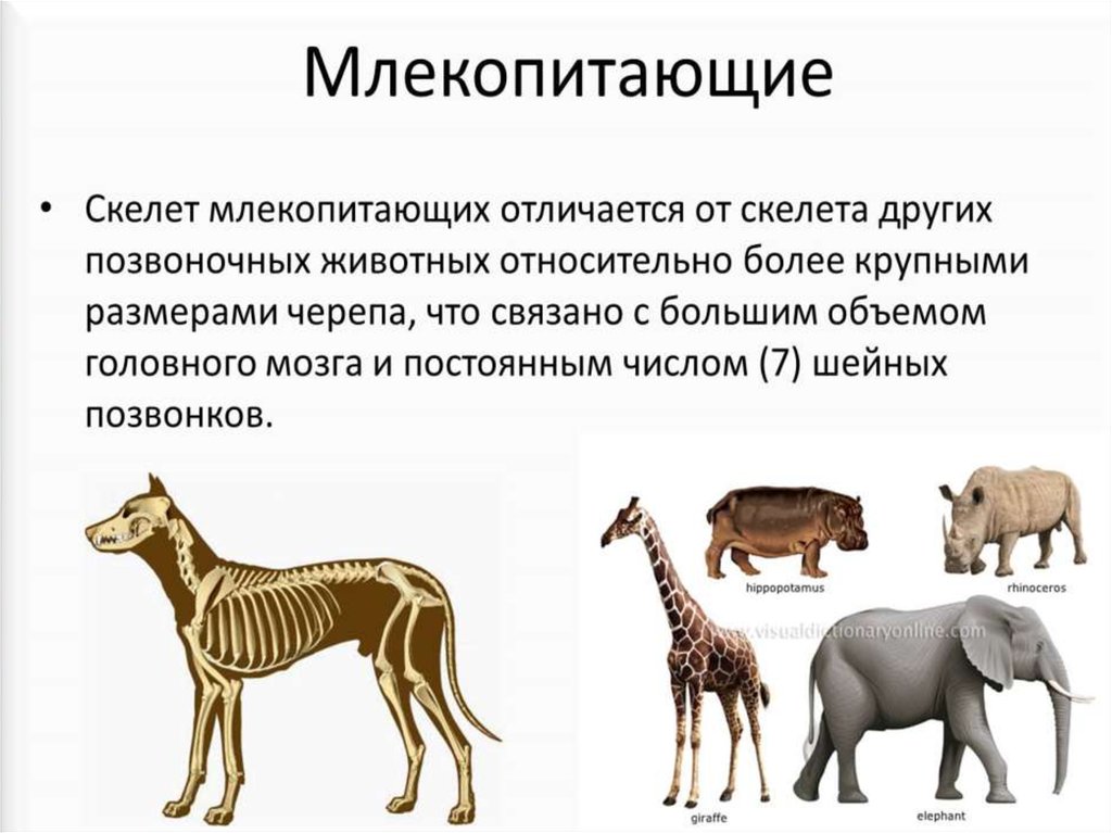Три примера животных млекопитающих. Млекопитающие презентация. Доклад о млекопитающих. Класс млекопитающие. Класс млекопитающие биология.