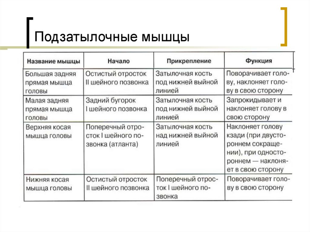 Функция места. Подзатылочные мышцы функции. Подзатылочные мышцы таблица. Подзатылочные мышцы начало прикрепление функции. Подзатылочные мышцы суставы.