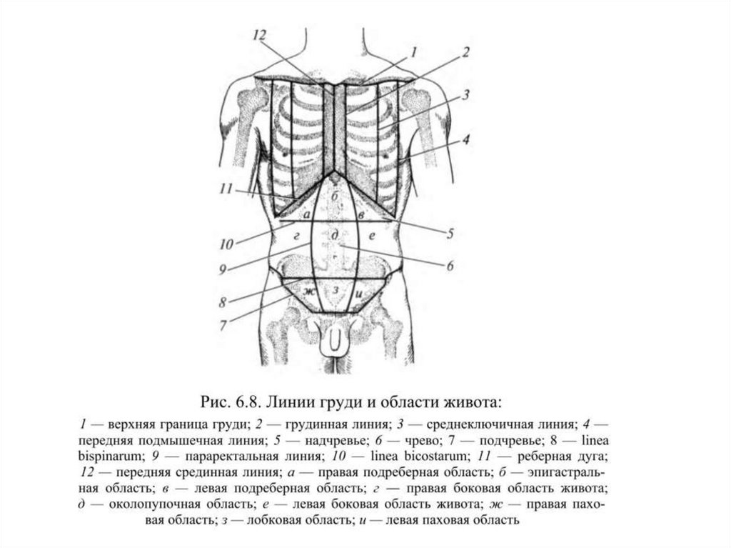 9 областей живота. Линии грудной клетки анатомия. Линии живота топографическая анатомия. Топография области живота и границы. Проекционные линии передней брюшной стенки.