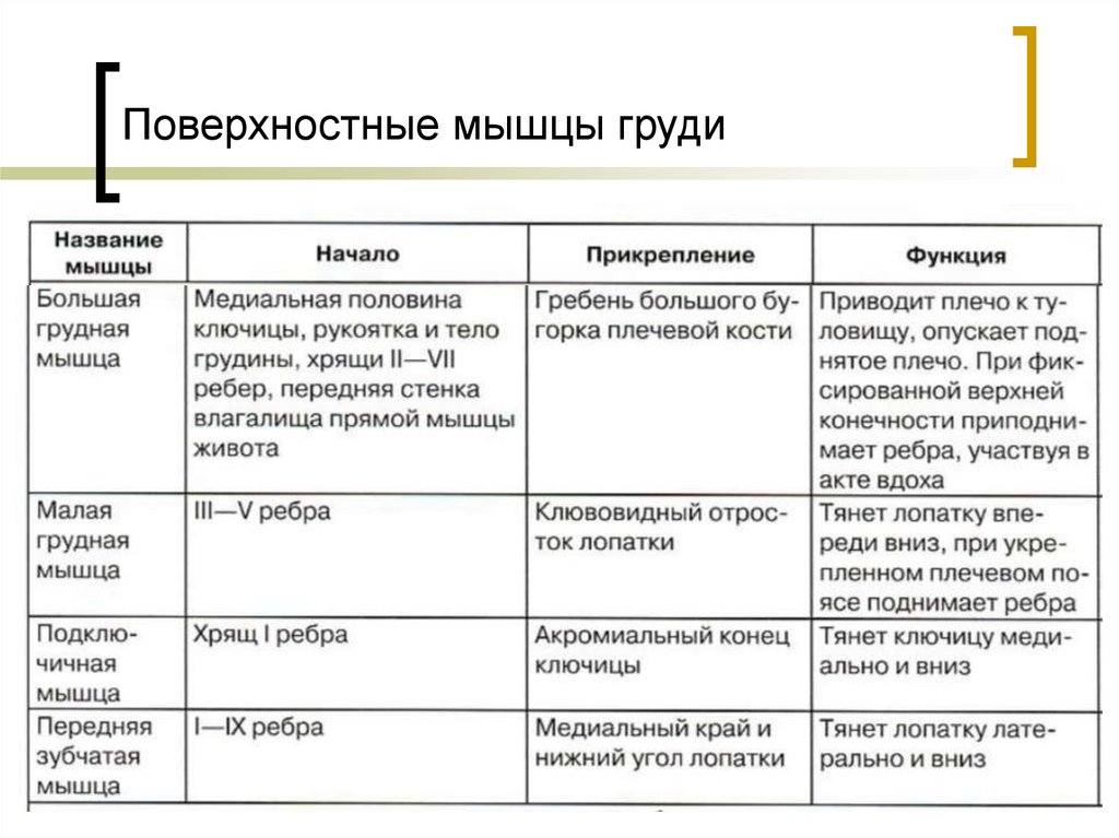 Основные мышцы таблица. Поверхностные мышцы живота и их функции. Мышцы груди таблица прикрепление и функции. Мышцы начало прикрепление функция груди и живота.