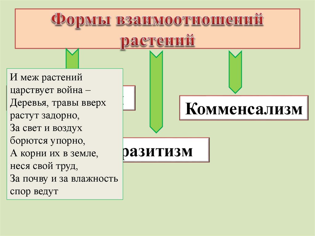 Соотношение растений. Виды взаимодействия растений. Форма взаимоотношений, растений. И меж растений царствует война деревья. И меж растений царствует война деревья травы вверх.