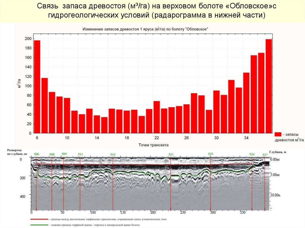 Запас древостоя. Радарограмма.