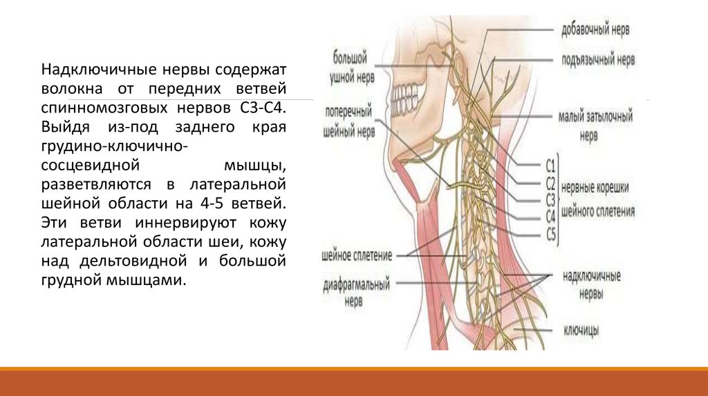 Шейное сплетение анатомия презентация