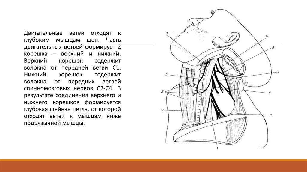 Глубокая шейная петля. Двигательные ветви шейного сплетения. Верхний корешок шейной петли. Шейная петля формируется. Нижний корешок шейной петли.
