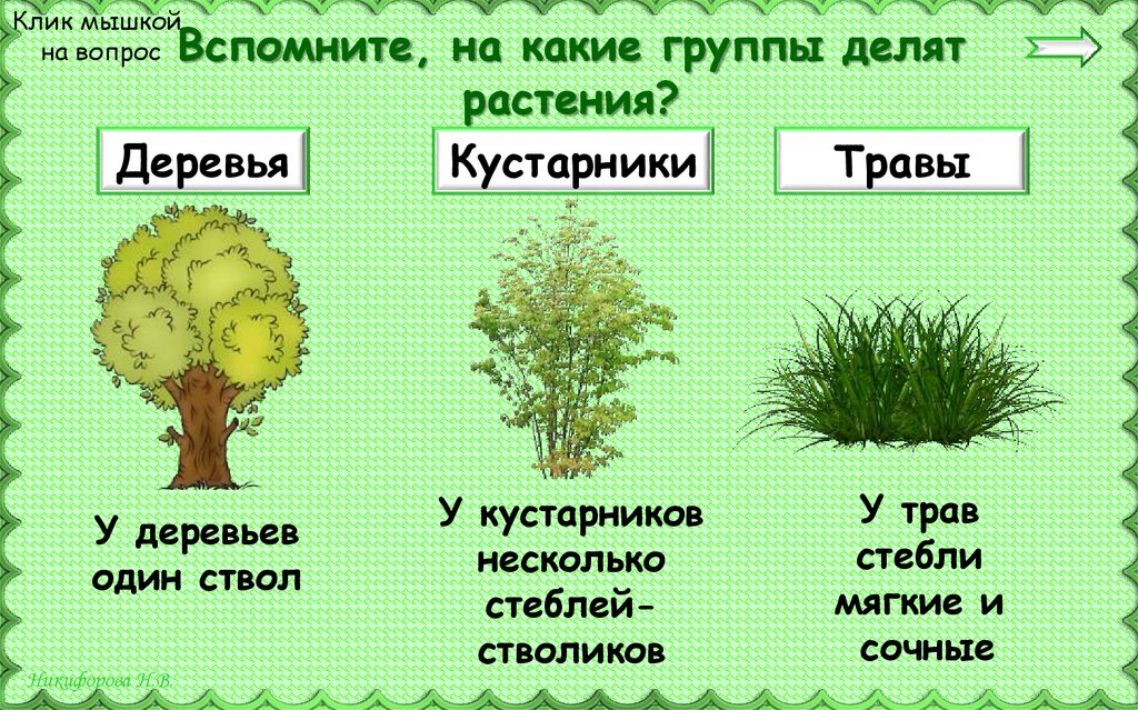 Три группы деревьев. Деревья, ку, тарники, травы. Деревья кустарники травы. Группы растений деревья кустарники и травы. Деревья кустарники травы для дошкольников.