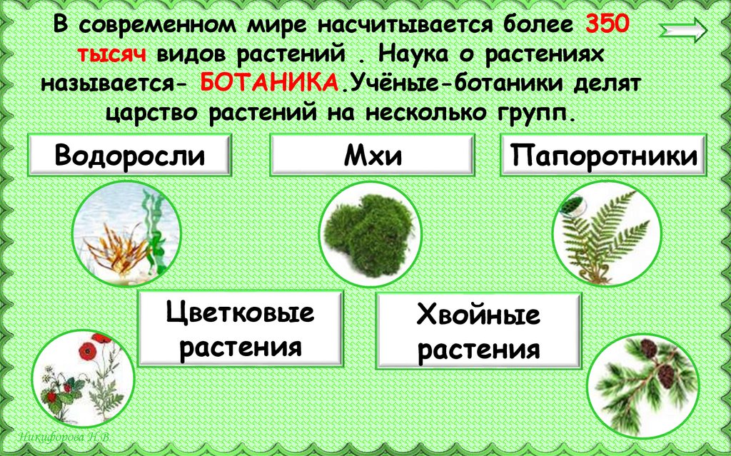 Наука о растениях называется. Ученые ботаники делят царство растений на группы. Растения ботаника наука о растениях. Ботаника царство растений. Разнообразие растений группы растений ботаника.