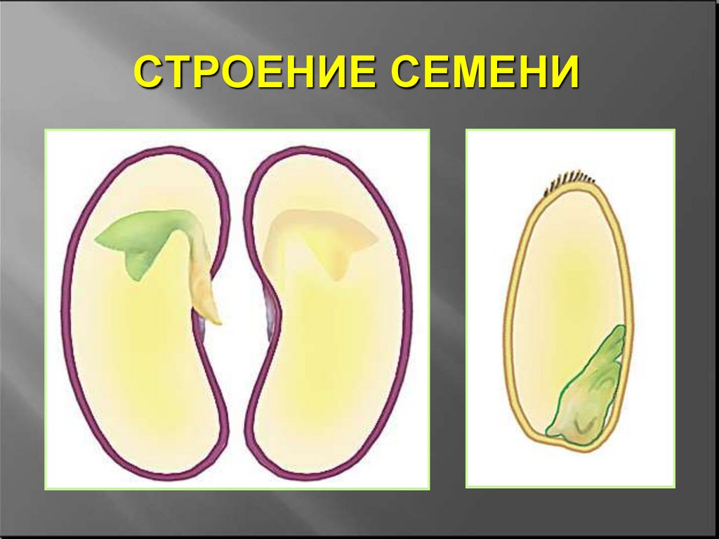 Внешнее строение семени растения. Внутреннее строение семени. Строение корешка семя. Семя строение и функции. Строение семян презентация.