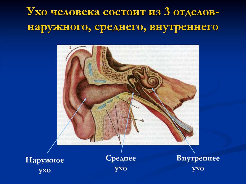 Три отдела внутреннего уха. Строение среднего уха человека анатомия. Строение уха человека. Строение среднего отдела уха. Наружное среднее и внутреннее ухо.