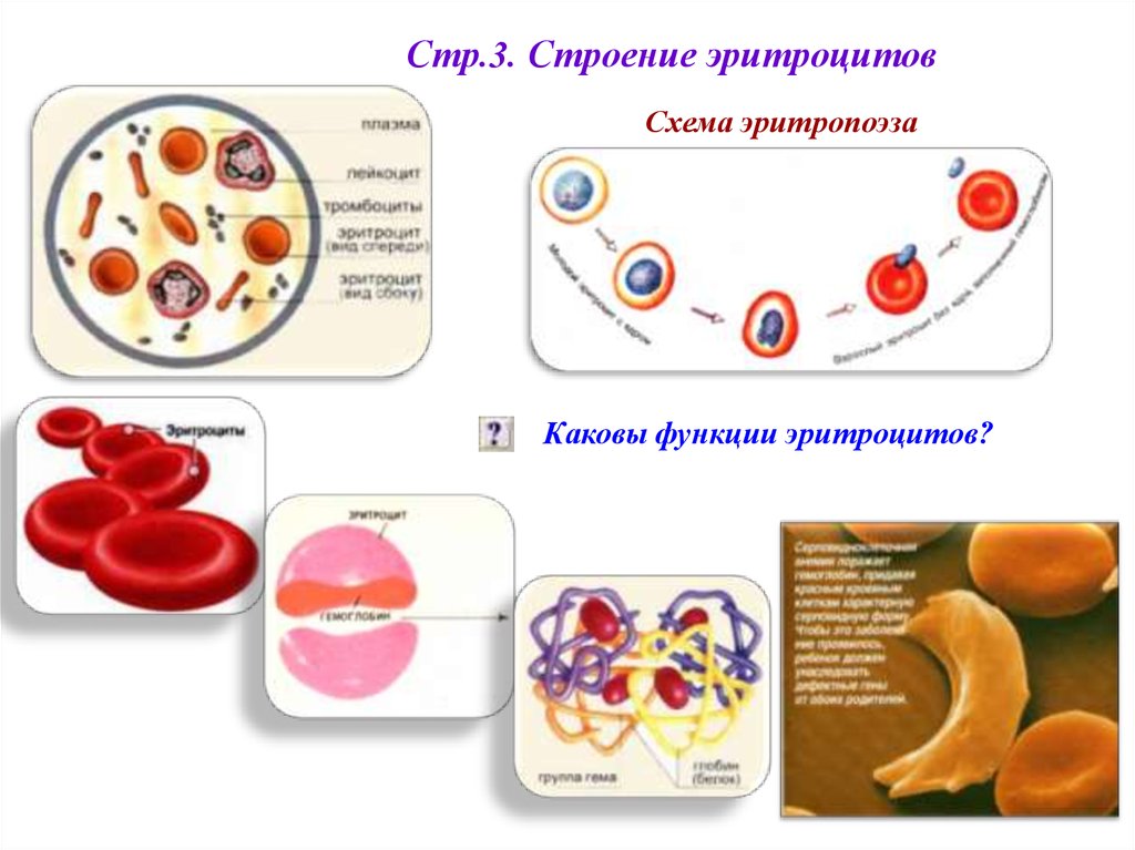 Строение эритроцита человека. Эритроциты их строение и функции. Эритроциты строение состав и функция. Структура эритроцитов. Основные структуры клетки эурациты.