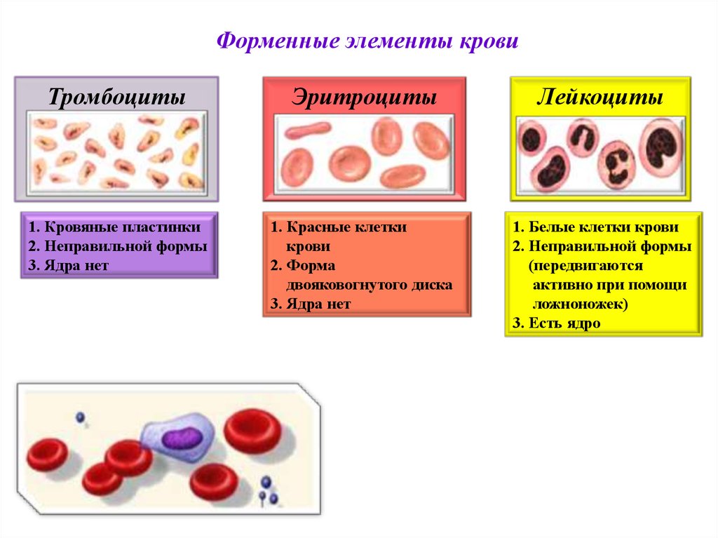 Составляющий элемент крови