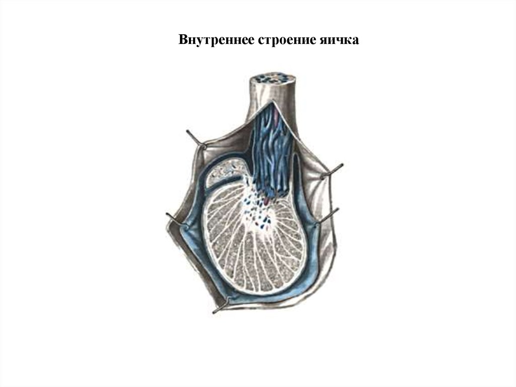 Сплетение яичка. Анатомия яичка и семенного канатика. Строение яичка семенной канатик. Строение яичка у мужчин анатомия. Caput epididymidis.
