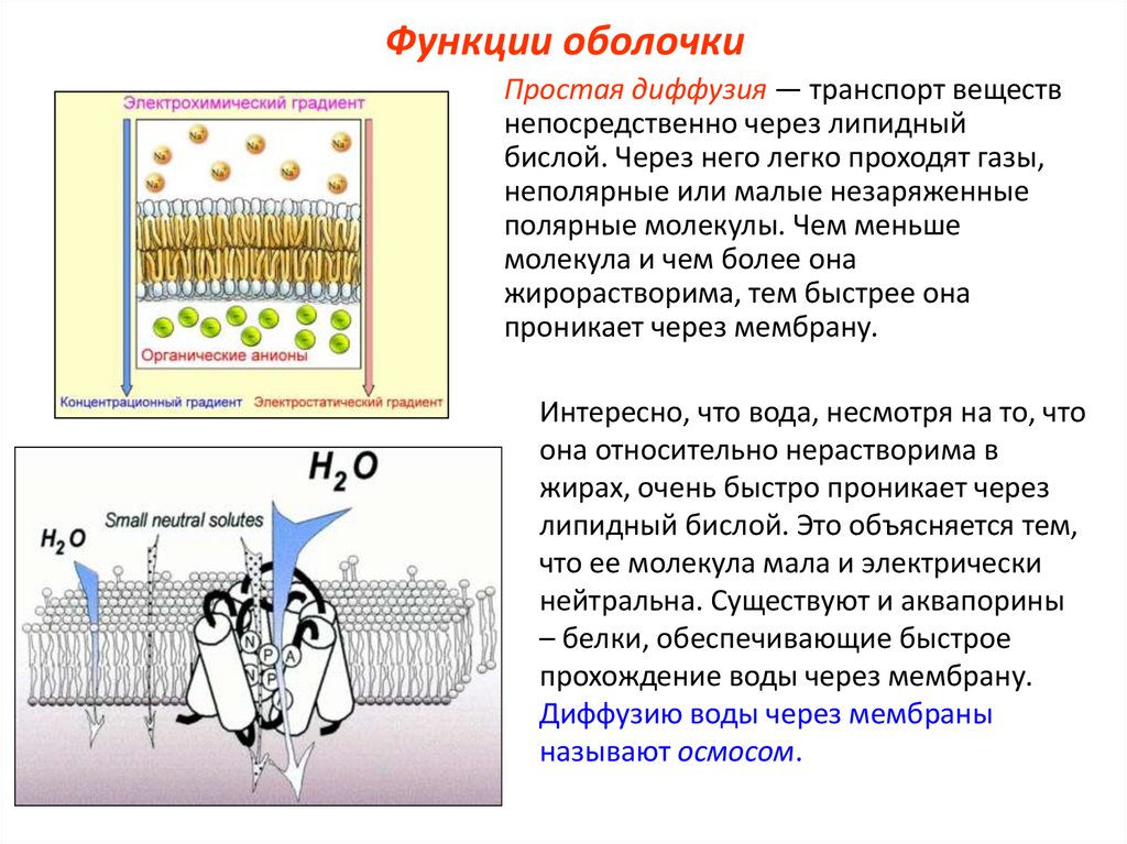 Электрохимический градиент