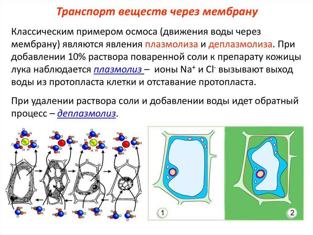 Явление плазмолиз