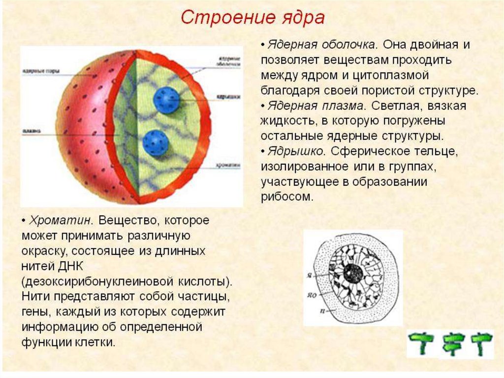 Дайте характеристику клеточному ядру. Строение ядрышка ядра клетки. Строение ядра клетки 9 класс биология. Ядро клетки строение и функции. Ядро строение и функции.