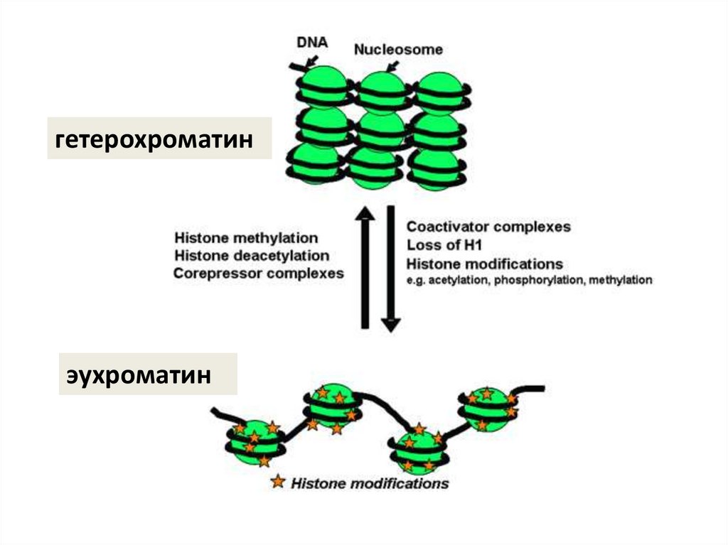 Эухроматин и гетерохроматин