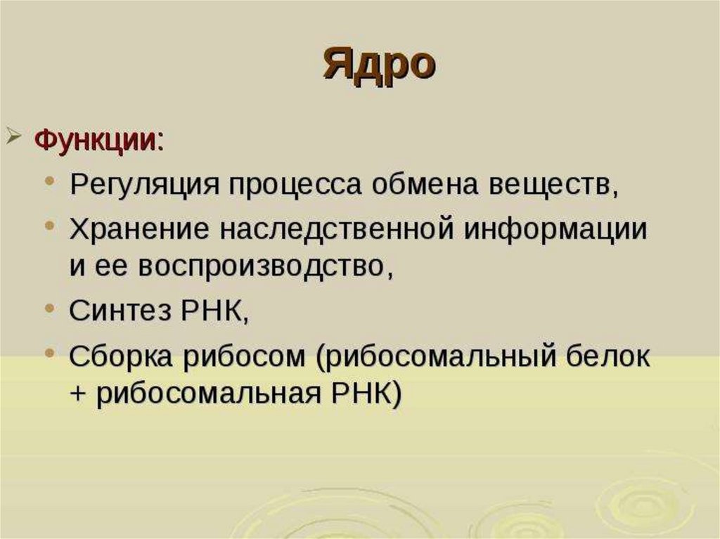 Ядро выполняет функцию. Функции ядра в клетке. Функции ядра. Функции ядра регуляция процесса обмена веществ. Основные функции ядра.