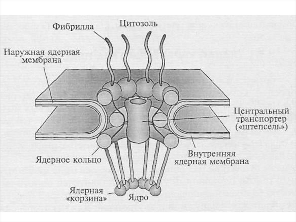 Строение комплекса. Строение ядерного порового комплекса. Схема поровый комплекс ядерной оболочки. Комплекс ядерной поры строение. Схема строения ядерной поры.