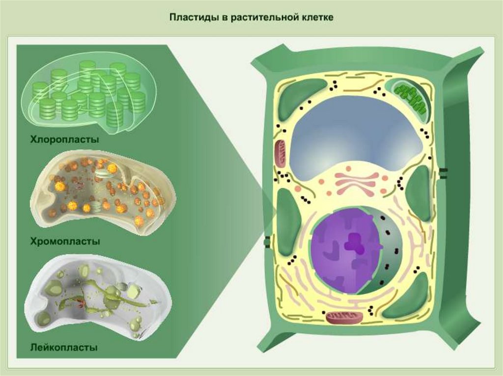 Хромопласты в клетке рисунок