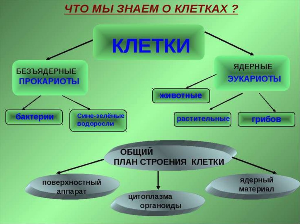 Ядерные организмы примеры. Ядерные и безъядерные организмы. Кластер по биологии клетка. Кластер строение клетки. Прокариотические – безъядерные клетки.