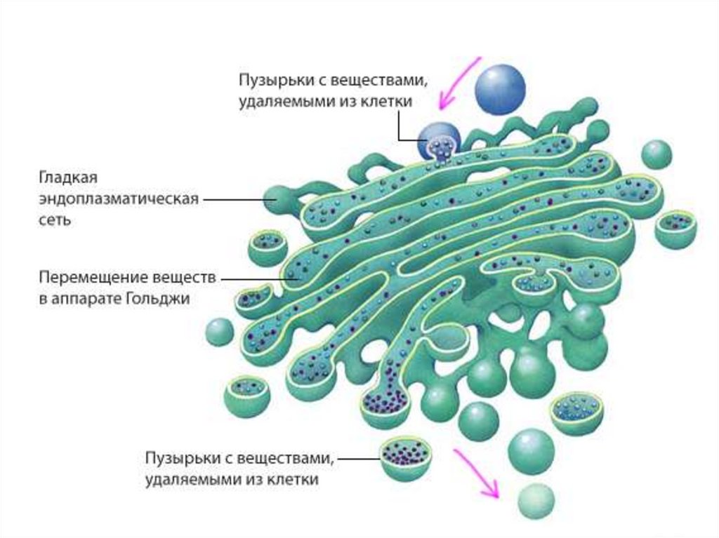 Лизосома мембранный органоид. Везикулы аппарата Гольджи. Аппарат Гольджи строение и функции мембран. Строение аппарата Гольджи животной клетки.