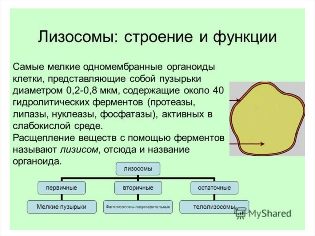 Строение органоида лизосомы