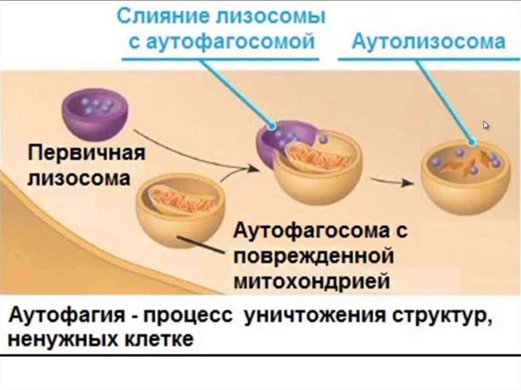 Последовательность образования лизосом. Лизосомы строение. Первичная лизосома. Первичные и вторичные лизосомы. Аутолизосомы.