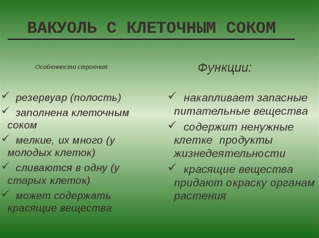 Уровни алгоритмов. Особенности ядра клетки и функции. Функции ядра клетки кратко. Ядро строение и функции. Вакуоль особенности строения.