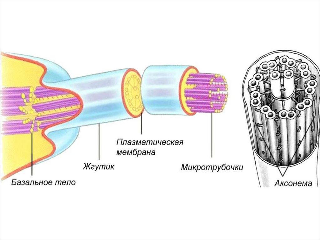 Реснички и жгутики эукариот