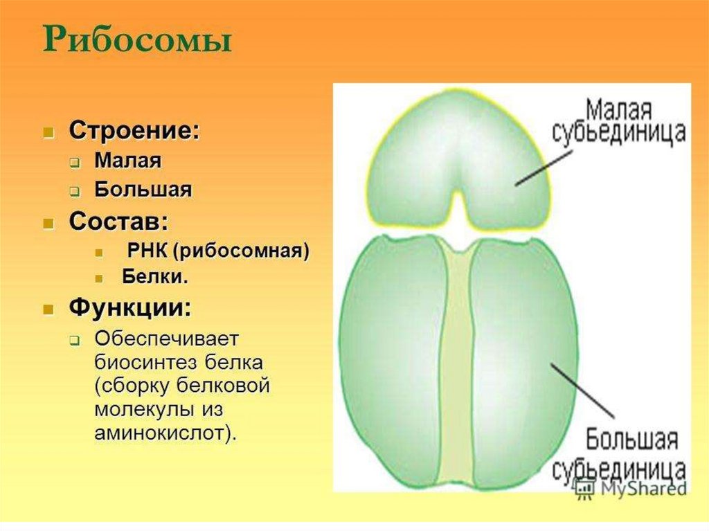 Малым и большим бывают