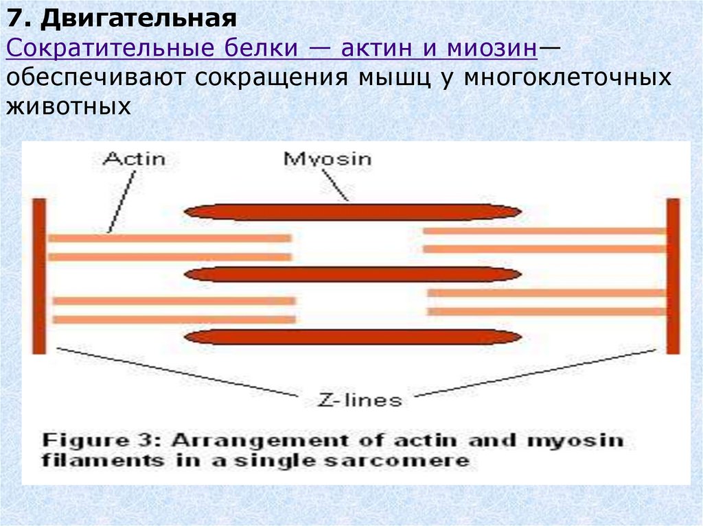 Двигательные белки. Актин и миозин. Строение мышцы актин и миозин. Белки актин и миозин. Сократительные белки актин и миозин.