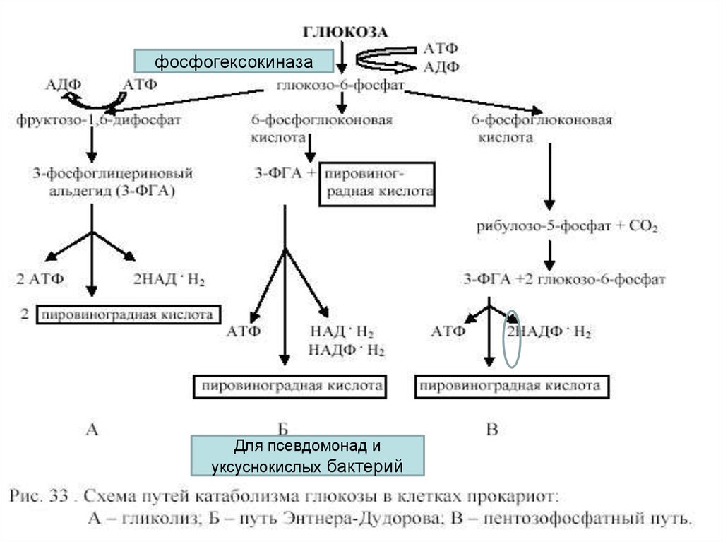 Уксуснокислое брожение презентация