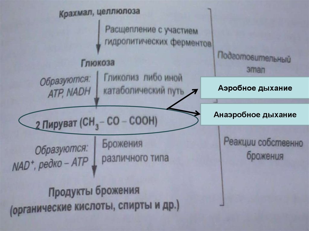 Жизнедеятельность прокариот. Аэробное дыхание прокариот. Аэробное дыхание прокариот происходит в. Аэробное дыхание прокариот суммарное уравнение. Где расщепляется Целлюлоза.