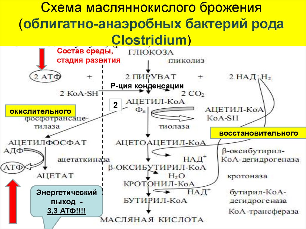 Стадий ферментаций. Брожение микроорганизмов схемы процесса. Брожение у бактерий схема. Процесс брожения схема. Этапы брожения микроорганизмов.