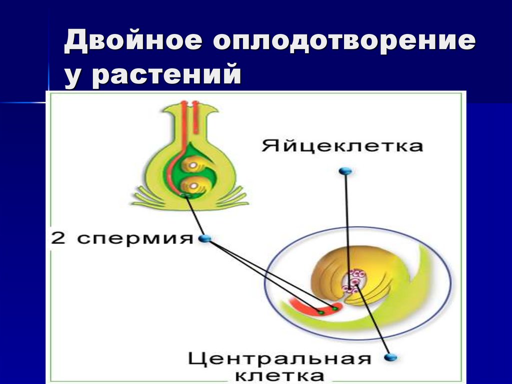 Двойное оплодотворение. Двойное оплодотворение у растений. Оплодотворение клетки. Двойное оплодотворение клетки.