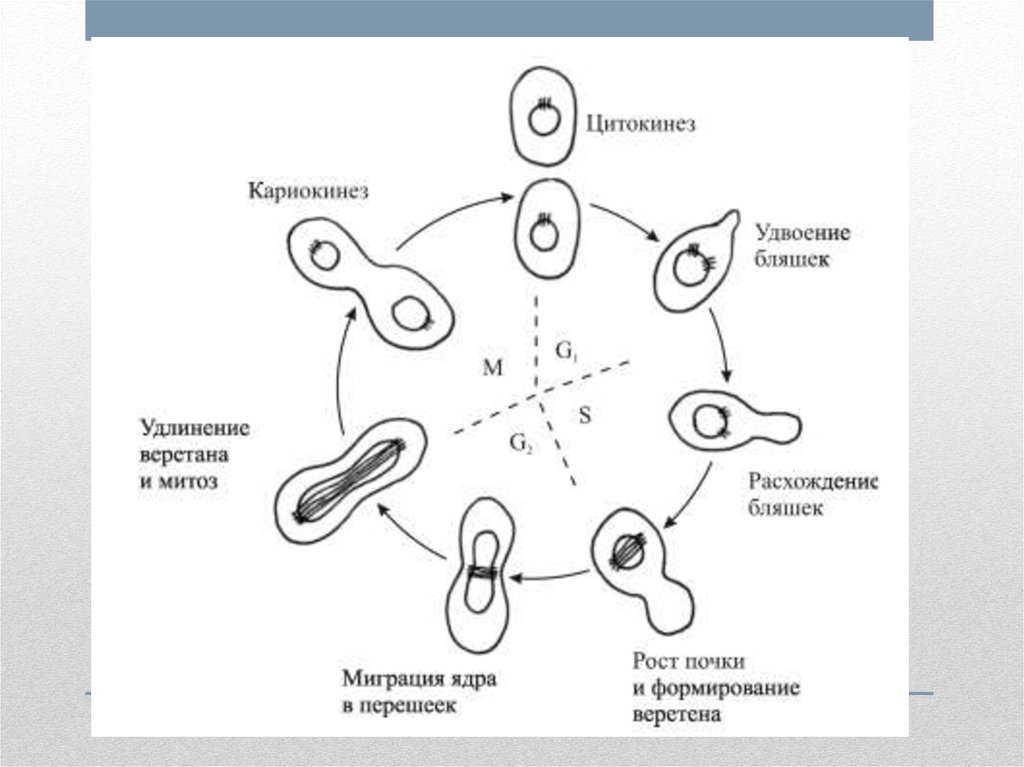 Кариокинез и цитокинез. Цитокинез схема. Цитокинез простая схема. Процесс кариокинеза. Рост кариокинез цитокинез.