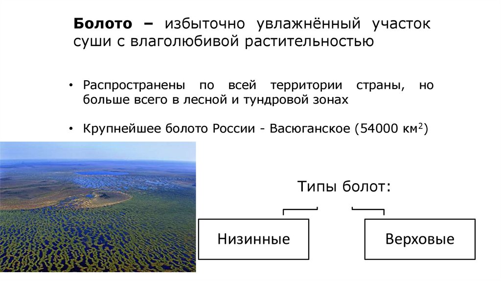 Размещение болота. Типы болот верховые и низинные. Общий вид болота. Типы лесных болот. Условия формирования болота.