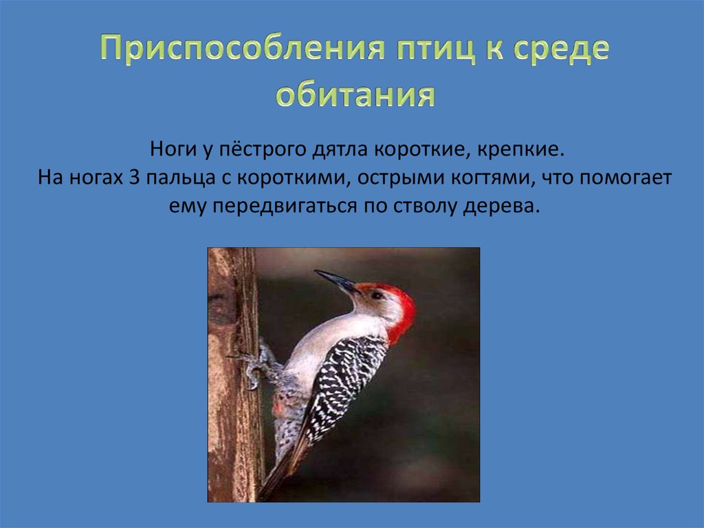 Условия среды обитания дятла. Приспособления птиц. Адаптации птиц. Приспособление птиц к среде обитания. Большой пестрый дятел среда обитания.